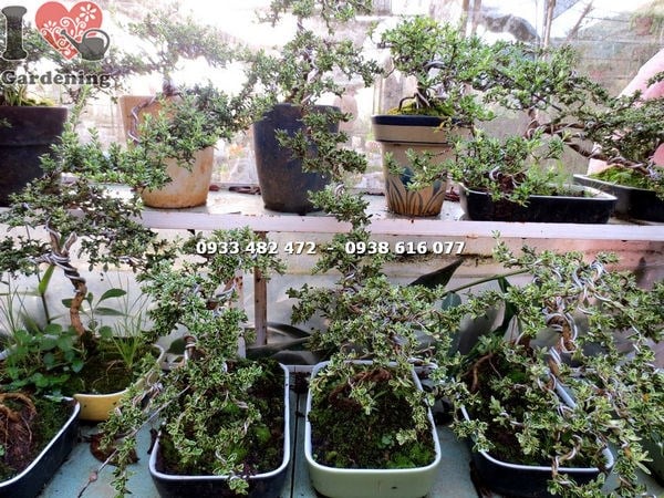 Cây bạch tuyết mai bonsai khỏe mạnh xanh tốt