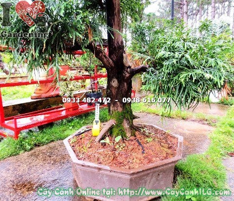 Cây bách xanh bonsai cao 1m tại vườn ILG nhìn từ trên