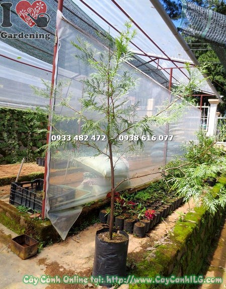 Cây Bách Xanh giống cao 140cm tại vườn ILG