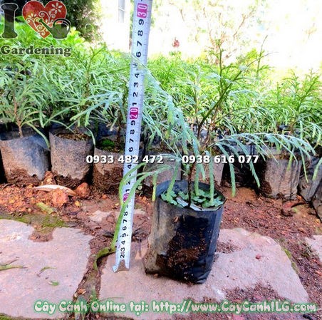 Cây Bách Xanh giống cao 20cm khỏe mạnh không sâu bệnh
