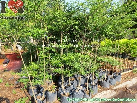 Cây bàng Đài Loan cao 1,8m tán lá xanh mướt – ILG