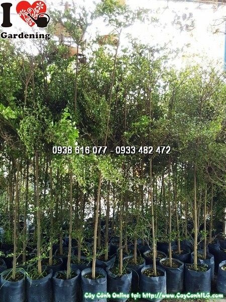 Cây bàng Đài Loan cao 2m5 – Ms 25792 tại vườn ILG