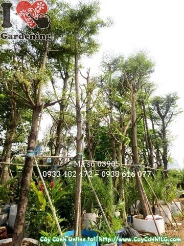 Cây Bàng Đài Loan cao 4,5m - tán nhiều tầng đặc trưng