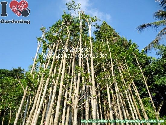 Cây Bàng Đài Loan cao 4m đường kính 6cm Ms 07692 tại vườn ILG