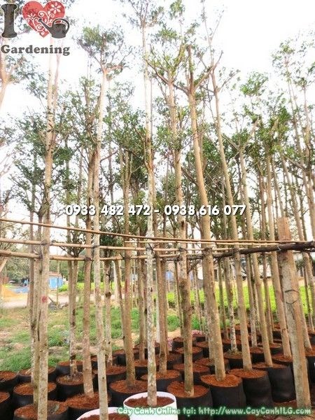 cây bàng đài loan cao 4m ms 22147