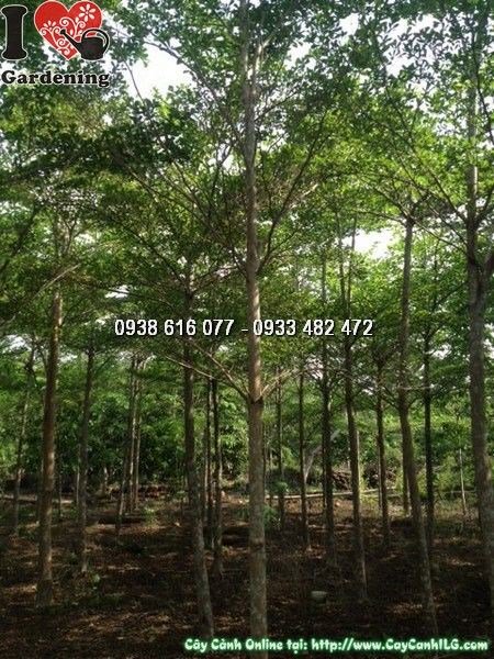 cây bàng đài loan cao 5m tán xanh rộng trồng công trình cảnh quan