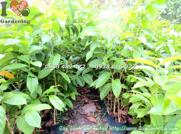 Cây bằng lăng cao 1m – cây giống Ms 18486 tại vườn ILG