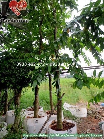 cây bằng lăng cao 3m ms 03907 tán rộng bóng mát