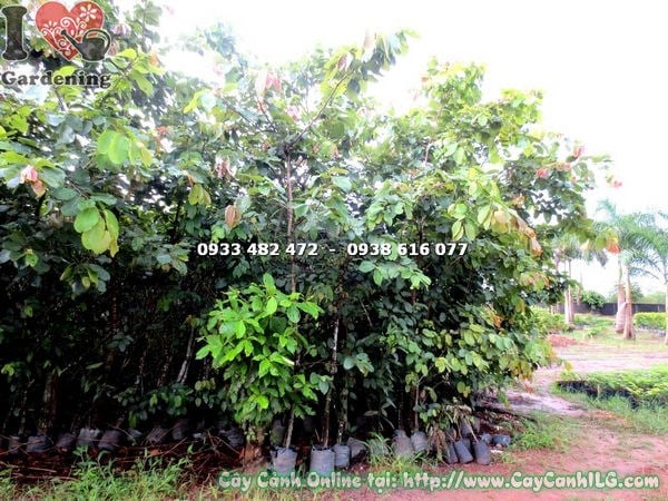 Cây bằng lăng 3m hoa tím nở rực rỡ mùa hè