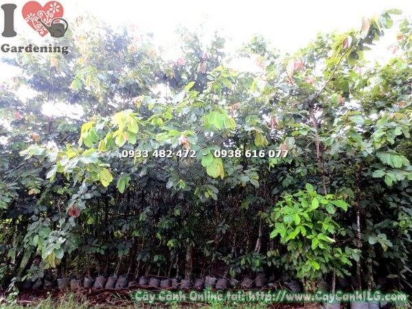 Cây bằng lăng cao 3m tán xanh tươi tốt
