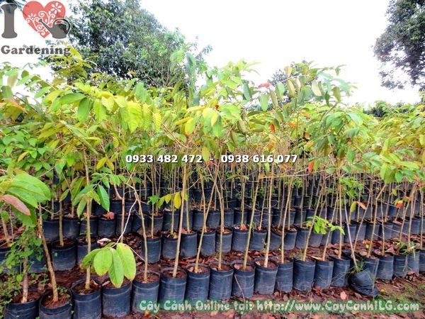 Cây bằng lăng nước giống cao 1m7 – cây trồng cảnh quan sân vườn