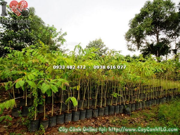 Cây bằng lăng nước trồng cảnh quan khuôn viên – ILG vườn cây TP.HCM