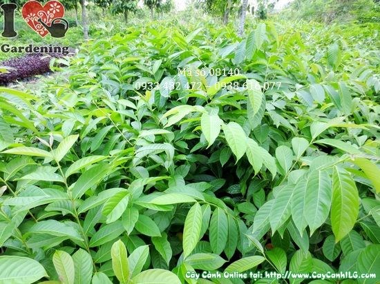 Cây bằng lăng nước giống 1m – chi tiết lá và thân cây khỏe mạnh