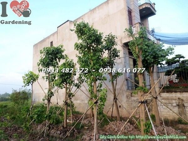 Chi tiết lá bồ đề đỏ non màu đỏ rực