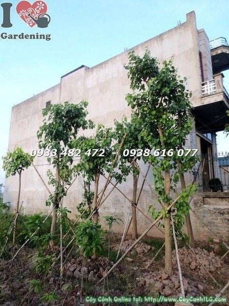 Cây bồ đề đỏ với lá non đỏ rực sau cắt tỉa