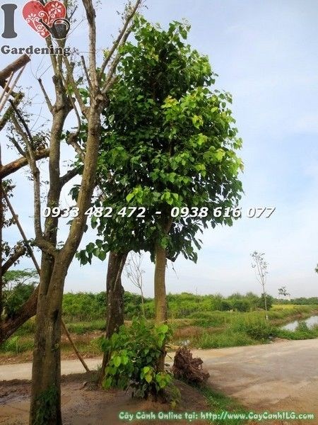 Cây bồ đề đỏ đường kính 20cm cao 4m cảnh quan công trình