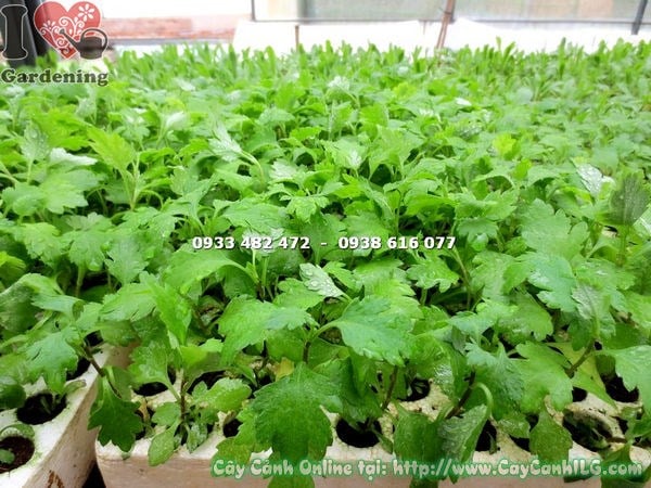 hoa cây bông cúc giống màu vàng rực rỡ - ILG caycanhilg.com