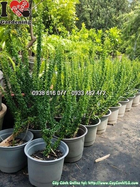 Cây Bùm Sụm cao 55cm dáng đẹp làm hàng rào