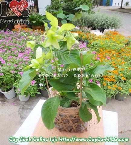 Cây bướm bạc khỏe mạnh không sâu bệnh – chăm sóc đúng cách