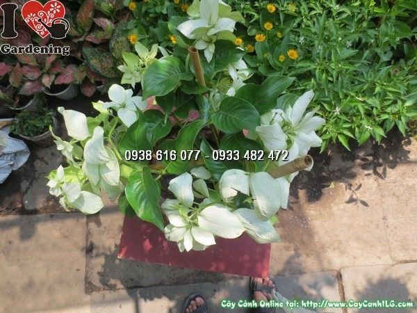 Cây bướm bạc trồng cảnh quan công trình sân vườn
