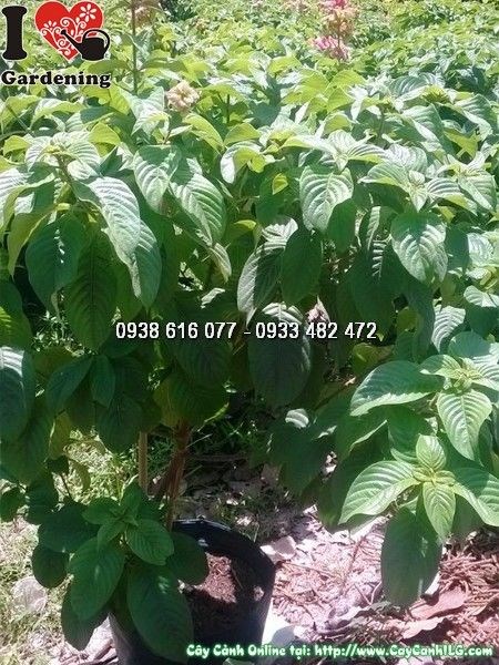 Cây bướm hồng – cây hoa én hồng tán đẹp rực rỡ