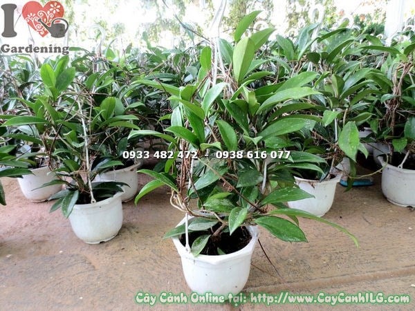Cây cẩm cù treo chậu lớn – lá xanh bóng rủ đẹp