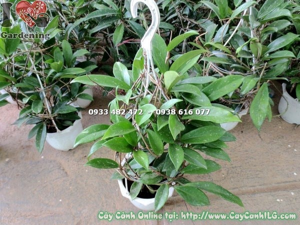 Đặc điểm lá và hoa cây cẩm cù treo
