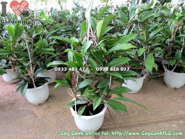 Cây cẩm cù treo chậu lớn ra hoa thơm ngát