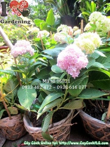 Cây cẩm tú cầu hoa đẹp tại vườn ILG