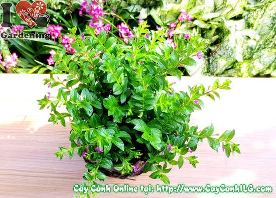 Cây cẩm tú mai nhỏ trồng chậu trang trí nội thất – Ms 02682