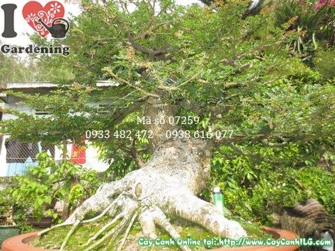 Cây cần thăng bonsai tại vườn ILG TP.HCM