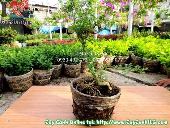 Cây cần thăng mini 20cm dễ trồng, dễ chăm sóc