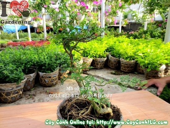 Cây cần thăng mini cao 20cm – Ms 03756 – cây phong thủy thăng tiến