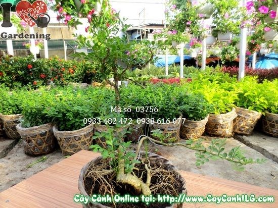 Cây cần thăng mini 20cm Ms 03756 – hình ảnh thực tế tại vườn ILG