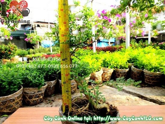 Cây cần thăng mini bonsai – tạo dáng đẹp từ cây 20cm