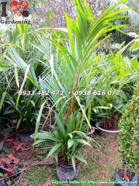 Cắt tỉa cây cau đỏ đúng cách giúp bụi cây luôn gọn đẹp