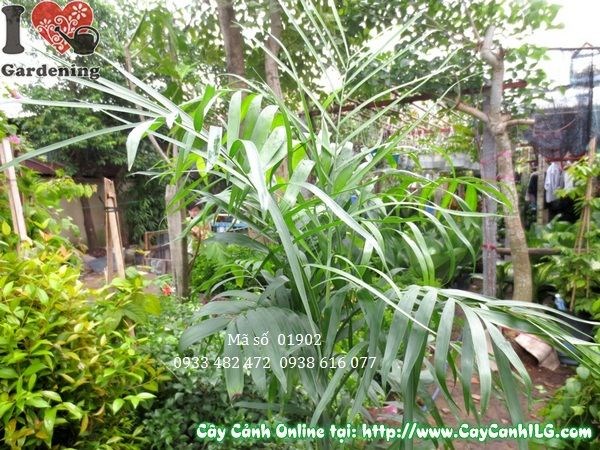 Cau hawai bụi đẹp nhiều tép