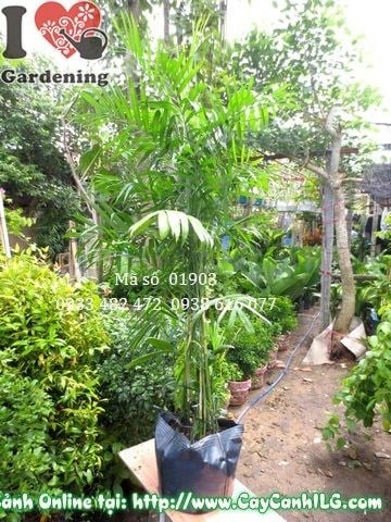 Cây cau hawai cao 120cm tại vườn ILG