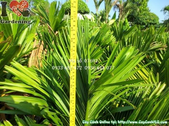 Cây cau lùn hương cao 1,1m tán lá xanh tươi