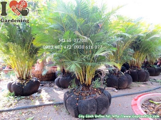 Cây cau nhật bụi lớn cao 1,6m – toàn cảnh bụi cây xanh tươi, thân sum suê