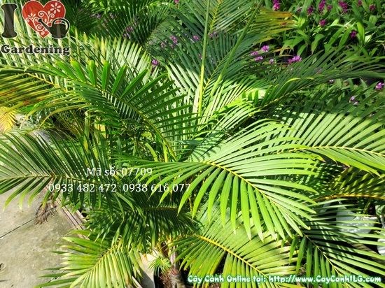 Cây cau nhật trung 1,1m tán lá mướt xanh trang trí sảnh