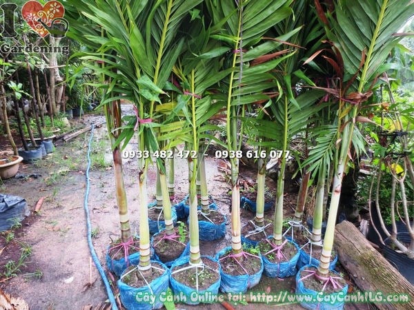 cây cau trắng cao 1m7 trồng cảnh quan ngoại thất