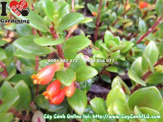 Hoa cây cá vàng màu vàng rực hình dáng độc đáo