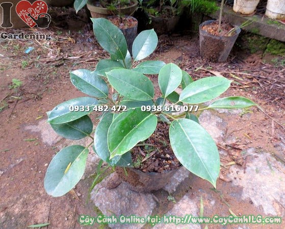 Chăm sóc cây chân chim Đà Lạt giống - đất trồng, ánh sáng, tưới nước