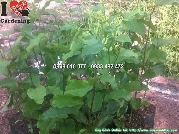 Cây chanh dây – cây leo thân thảo cho quả thơm ngon tại ILG