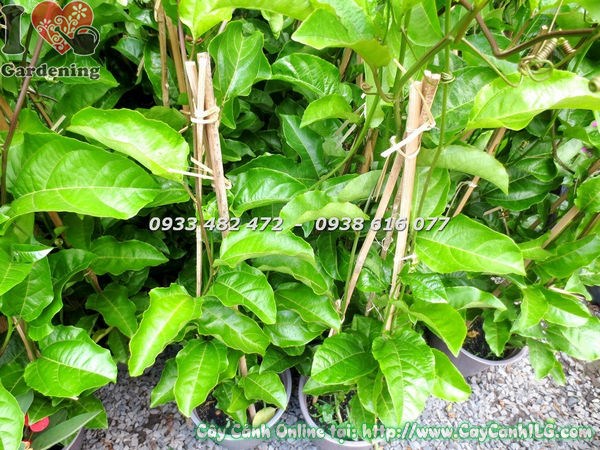 Cây chanh dây giống đạt chuẩn, rễ khỏe chuẩn bị xuất vườn ILG