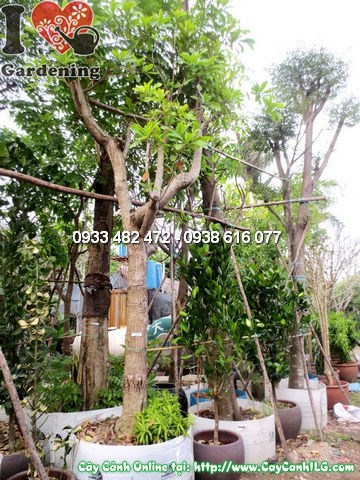 Cây chiếc cao 4m tán rộng 2m hoành gốc 60cm Ms 12122