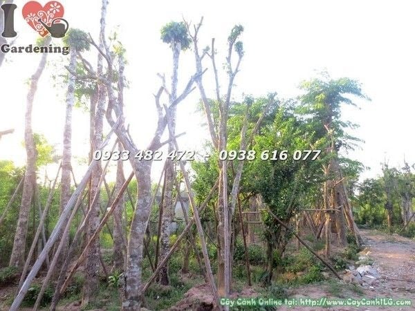 Cây chiếc cao 8m tán rộng bóng mát