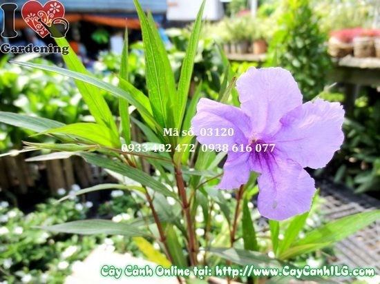 cây chiều tím trồng bồn hoa cảnh quan sân vườn