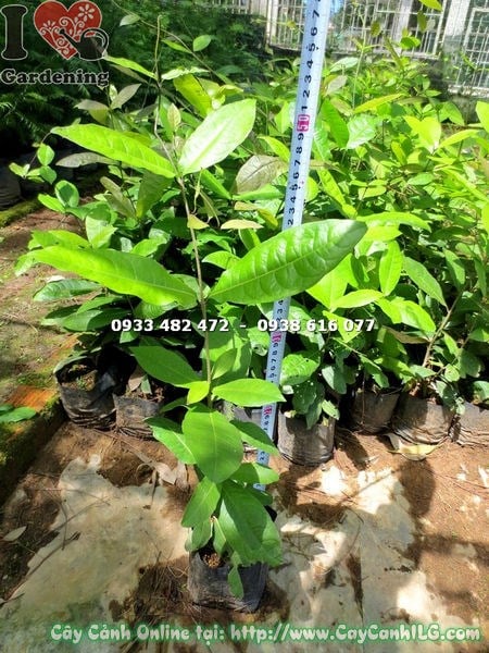 cây chim xanh cao 50cm – dây leo hoa tím đẹp